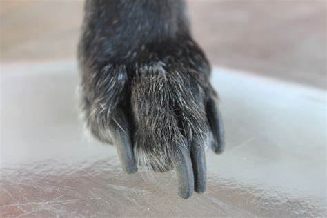 Nail trim